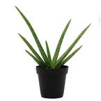 Aloe Vera Plant in 4 in. Pot