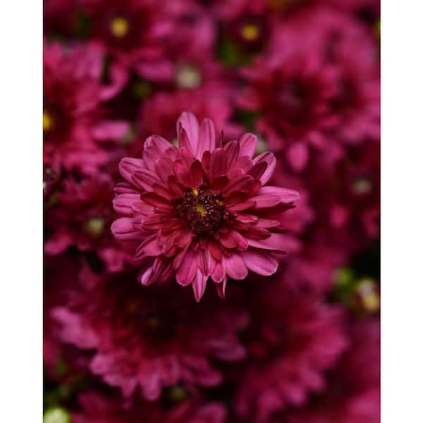 national PLANT NETWORK 8 in. Purple Chrysanthemum Plant with Purple Blooms
