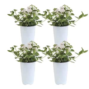 White Lantana Outdoor Flowers in 1 Qt. Grower Pot, Avg. Shipping Height 1-2 ft. Tall (4-Pack)