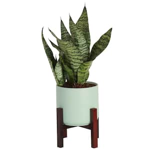 6 in. Sansevieria Snake Plant in Mid Century Modern Planter and Stand
