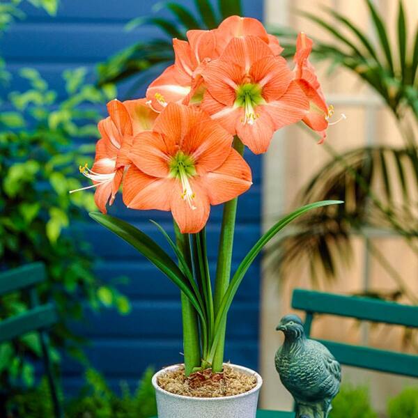 Breck's Nagano Amaryllis (Hippeastrum) Bulb (1Pack)70983 The Home Depot