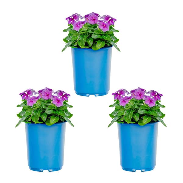 METROLINA GREENHOUSES 2 qt. Vinca Blue Annual Plant (3-Pack)