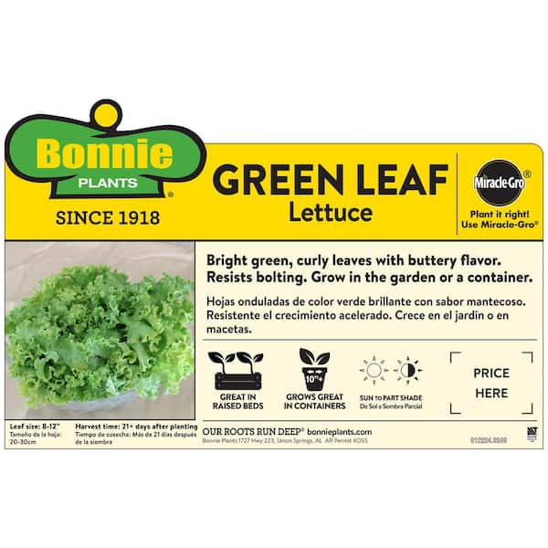 19 oz. Green Leaf Lettuce Plant