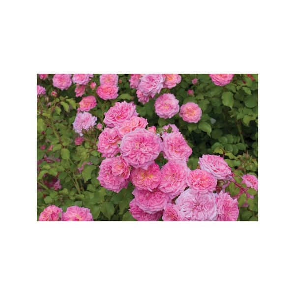 Drift 1 gal. Drift Rose with Assorted Color Flowers 325990 - The