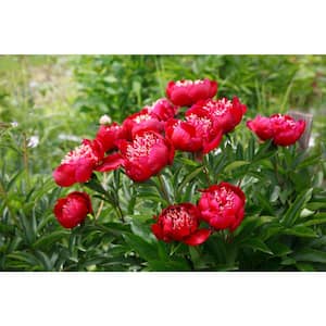 2 Gal. Peony Red Live Perennial Plant (1-Pack)