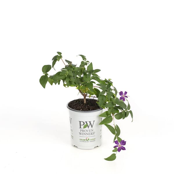 PROVEN WINNERS 4.5 in. Qt. Happy Jack Purple (Clematis) Live Shrub