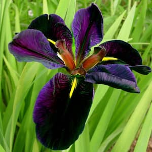 Black Gamecock Louisiana Iris, Live Bareroot Perennial Plants in Purple Flowers (3-Pack)
