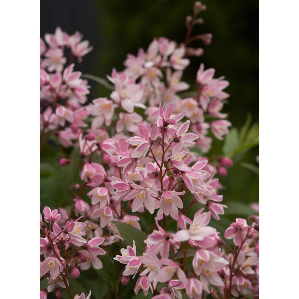 Yuki Cherry Blossom Pink Deutzia Live Shrub in 1 Gallon Container