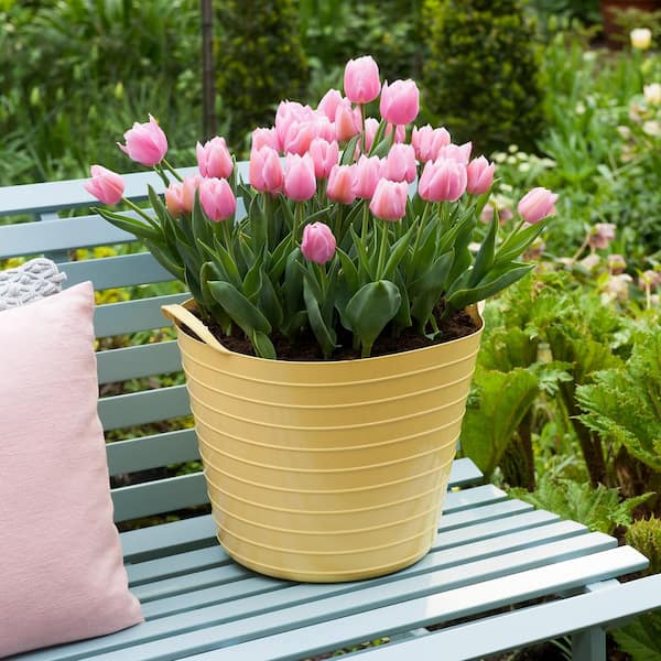 Tulip miracle clearance pillow