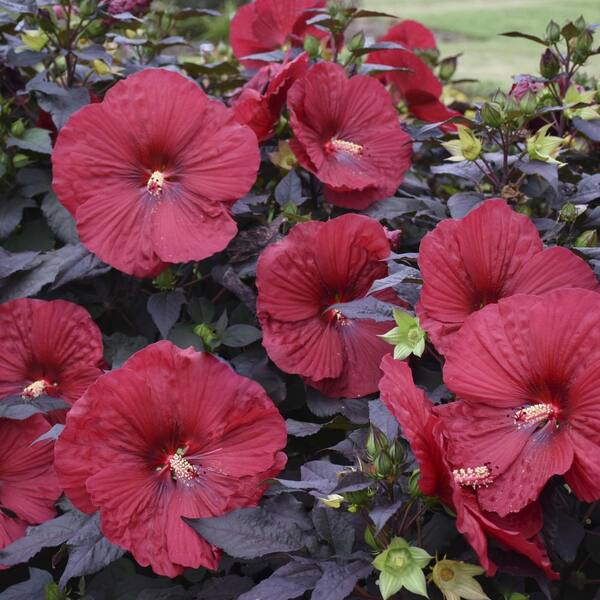 national PLANT NETWORK Bareroot Summerific 'Holy Grail' Hardy Hibiscus ...