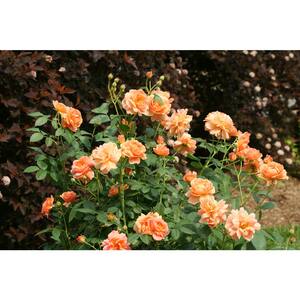 4.5 in. Qt. At Last Rose (Rosa) Live Shrub, Orange Flowers