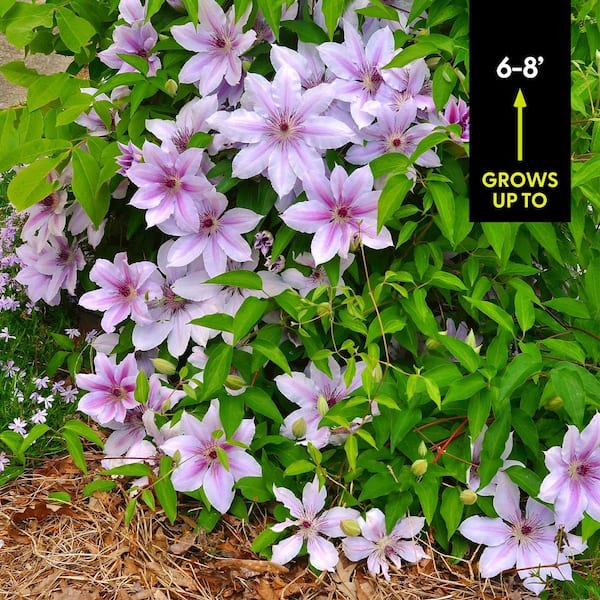 VAN ZYVERDEN Clematis Nelly Moser Plant (Set of 1 Plant) 11310