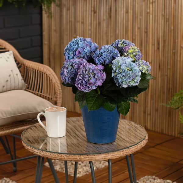 METROLINA GREENHOUSES 1.5 Qt. Deco Floral Hydrangea with Blue