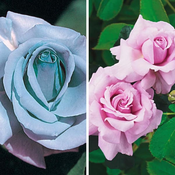 Blue Girl Hybrid Tea Rose, Dormant Bare Root Plant, Lavender Color Flowers (1-Pack)