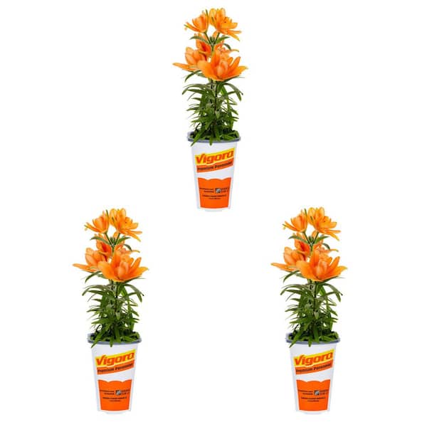 Vigoro 2 Qt. Asiatic Lily Tiny Double You Orange Perennial Plant (3-Pack)