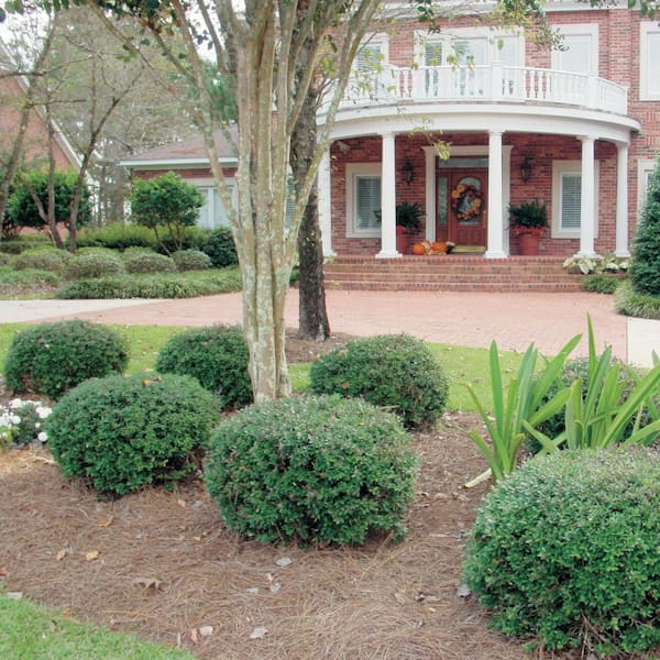 Bordeaux Yaupon Holly - Evergreen Landscape and Garden Shrub - 2.5 Qt