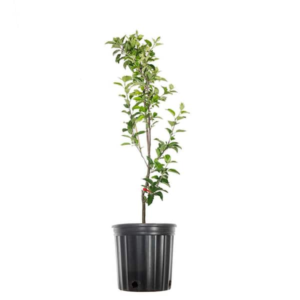 Perfect Plants 2 ft. to 3 ft. Red Delicious Apple Tree, Pink and