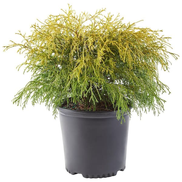 Unbranded 2.5 Qt. Gold Mop False Cypress Shrub with Golden Foliage