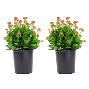 2.5 Qt. Kalanchoe Plant Red Flowers in 6.33 In. Grower's Pot (2-Plants)