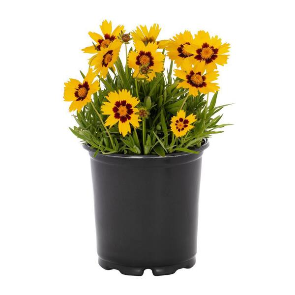METROLINA GREENHOUSES 2.5 Qt. SunKiss Yellow and Red
