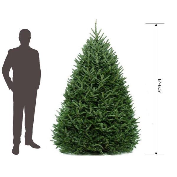 Cottage Farms Direct 6 Ft To 6 5 Ft Freshly Cut Fraser Fir Real Christmas Tree Live Hd9000 The Home Depot