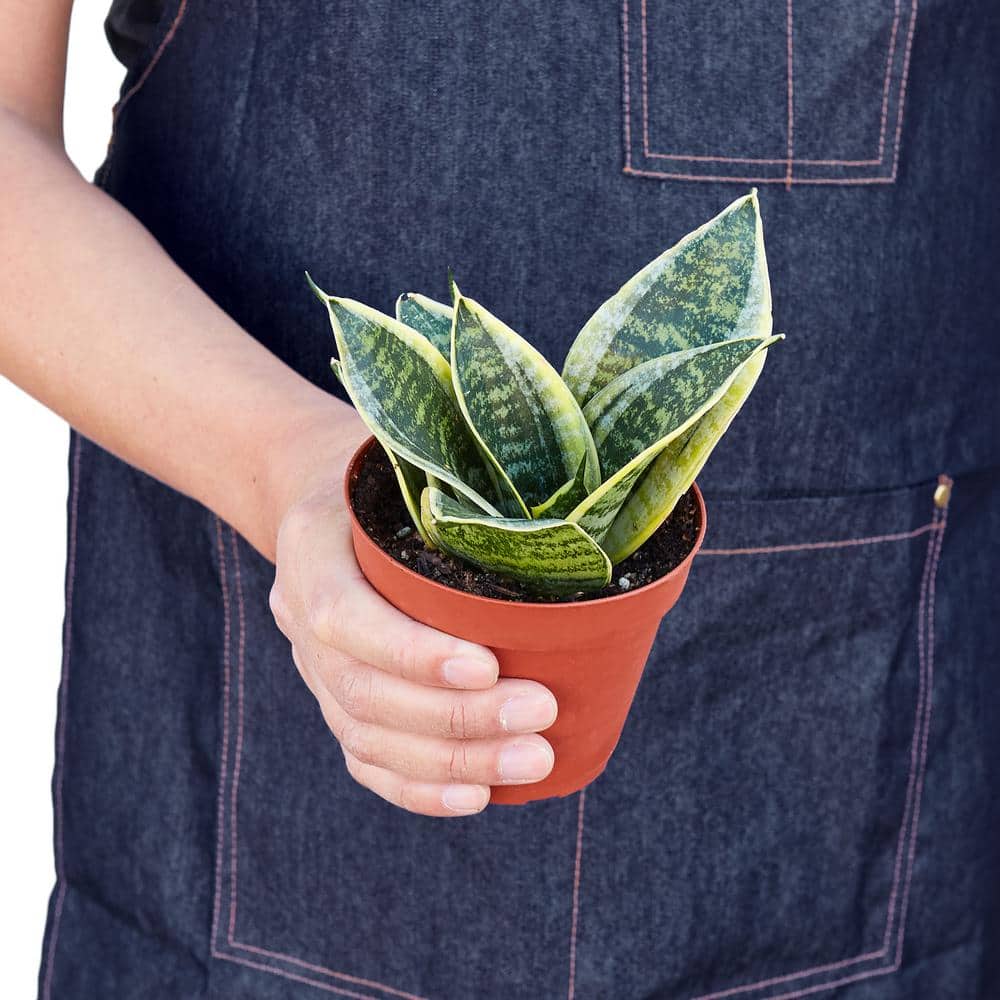 Laurentii Dwarf Snake Plant in 4" Terracotta Pot