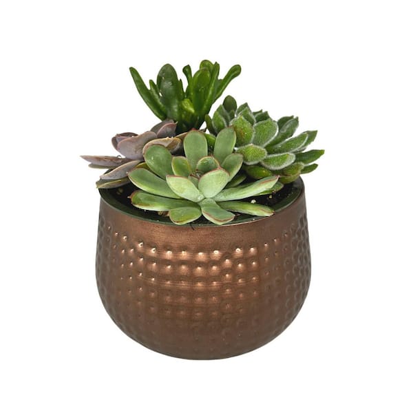 Succulent Society 5 in. Assorted Succulent Garden in Decorative Tin