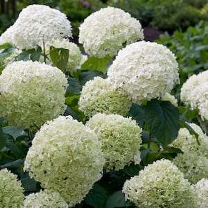 1 Gal. Incrediball Smooth Hydrangea (Arborescens) Live Shrub, Green to White Flowers