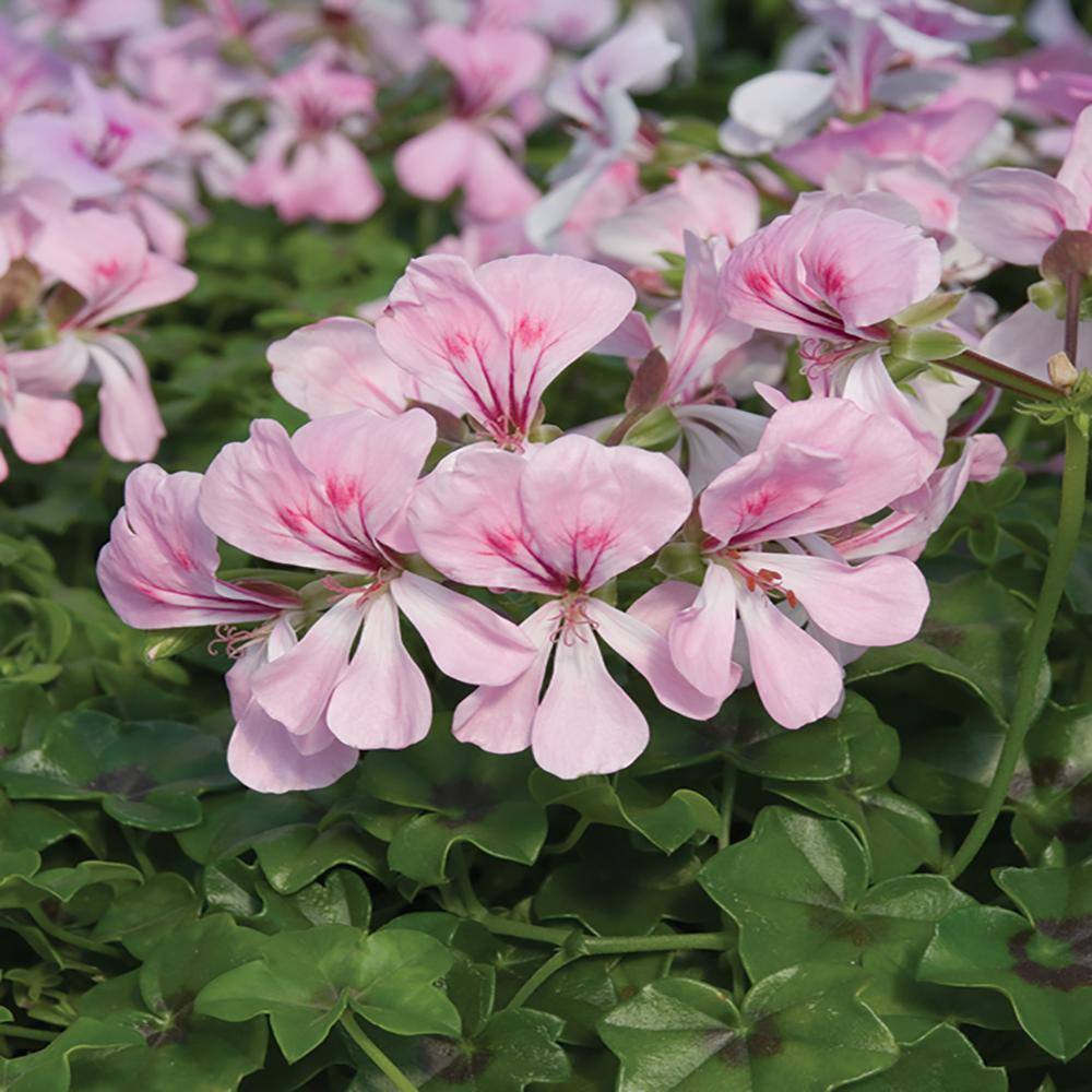 2.5 Qt. 1 Ivy Pink Geranium Plant 6150