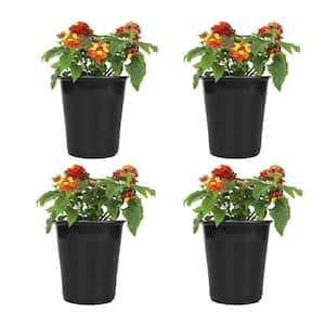 1 Qt. Lantana Dallas Red Plant Collection (4-Pack)