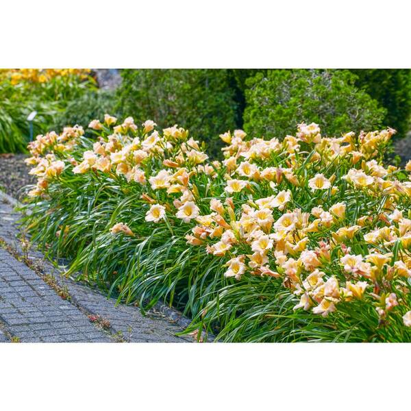 Mulberry freeze discount reblooming daylily