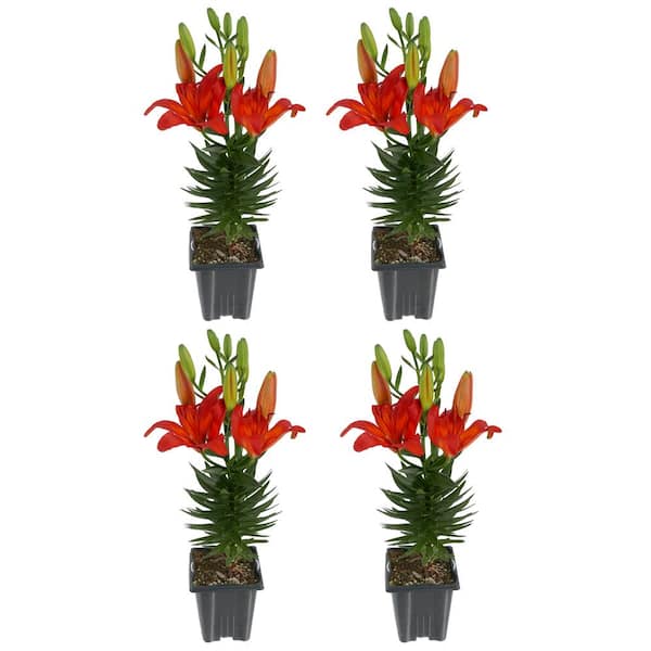 Unbranded 1.0 Qt. Perennial Asiatic Lily Orange (4-Pack)