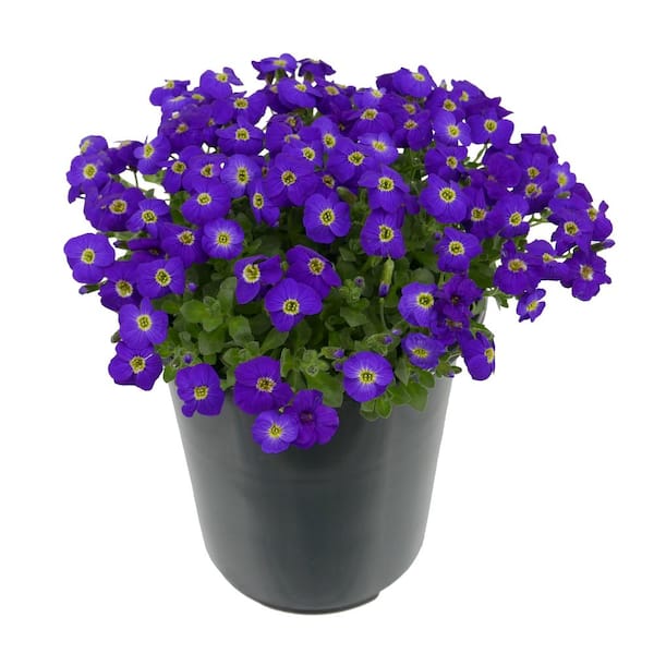 Unbranded Perennial Aubrieta Purple 2.5 qt. (1-Pack)