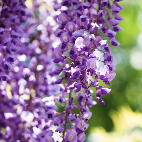 national PLANT NETWORK 2.5 Qt. Wisteria Amethyst Falls Flowering Shrub with  Purple Flowers HD1105 - The Home Depot