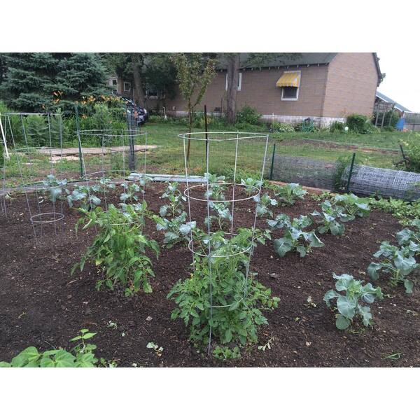 Gardener S Blue Ribbon 54 In Galvanized Tomato Cage 901592a The Home Depot