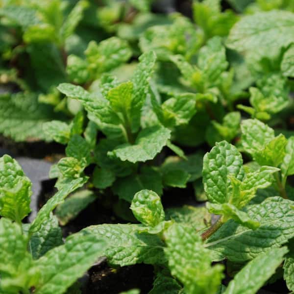 Bonnie Plants - 19 oz. Sweet Mint Herb Plant (2-Pack)