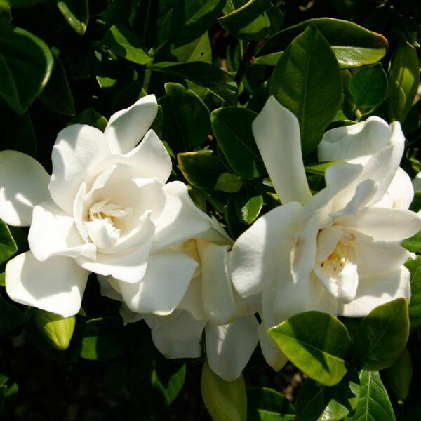 Southern Living Plant Collection 7 Gal. Jubilation Gardenia, Live Evergreen Shrub, White Fragrant Blooms