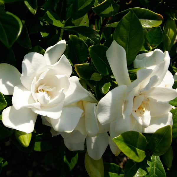 2 Gal. Jubilation Gardenia, Live Evergreen Shrub, White Fragrant Blooms
