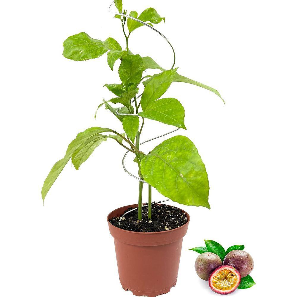 Wekiva Foliage Passion Fruit Plant-Live Plant in a 4 in. Growers Pot-  Purple Granadilla - Edible Fruit Bearing Vine Patio and Garden PassFruit4x1  - The Home Depot