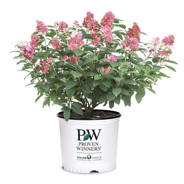 PROVEN WINNERS 2 Gal. Little Quick Fire Hydrangea Shrub with White to Pink-Red Blooms
