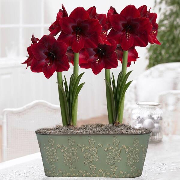 Unbranded Amaryllis Benefica Metal Floral Imprint Premium Gift Kit