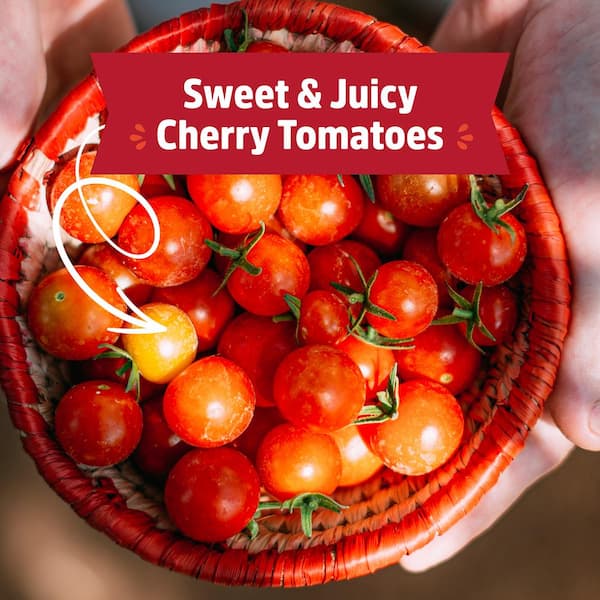 Back to the Roots Windowsill Organic Cherry Tomato Grow Kit 25100