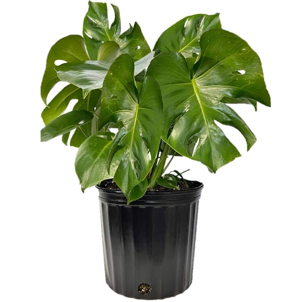 2 Gal. Live Philodendron Monstera Deliciosa Plant in Growers Pot 1002968856  - The Home Depot