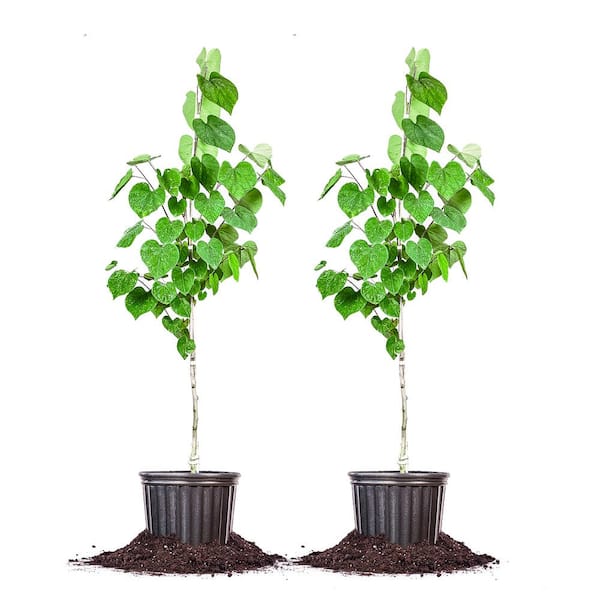 Unbranded 5 Gal. Eastern Redbud Tree (2-Pack)