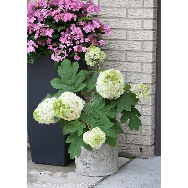 PROVEN WINNERS 1 Gal. Gatsby Moon Oakleaf Hydrangea (Quercifolia) Live Shrub, White to Green Flowers