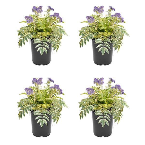Polemonium Perennial Plant