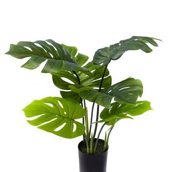 cycad plant Mexican Cycad for Sale