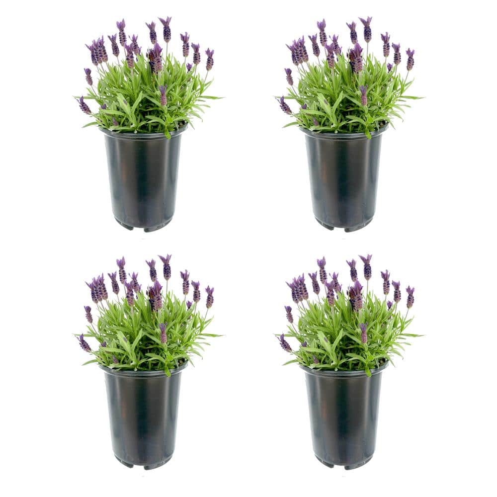 2.5 qt. Perennial Lavender stoechas Spanish Purple (4-Pack)