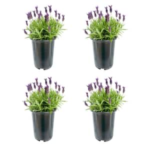2.5 qt. Perennial Lavender stoechas Spanish Purple (4-Pack)