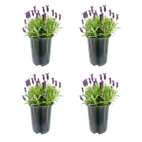 Unbranded 2.5 qt. Perennial Lavender stoechas Spanish Purple (4-Pack)
